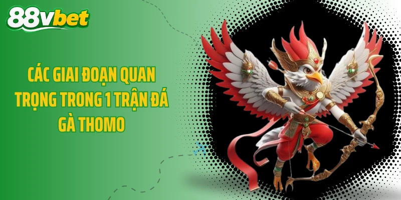Các giai đoạn quan trọng trong 1 trận đá gà Thomo