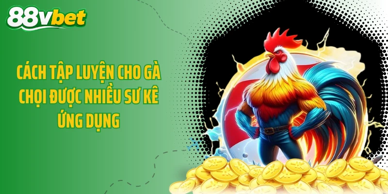 Cách tập luyện cho gà chọi được nhiều sư kê ứng dụng