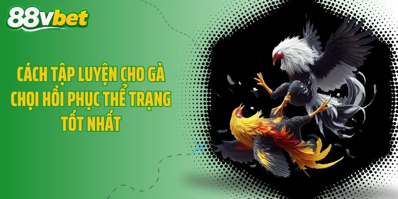 Cách tập luyện cho gà chọi hồi phục thể trạng tốt nhất