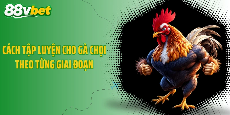 Cách tập luyện cho gà chọi theo từng giai đoạn