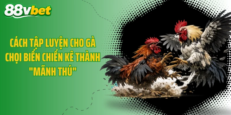 Cách Tập Luyện Cho Gà Chọi Biến Chiến Kê Thành "Mãnh Thú"