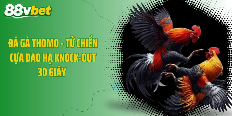Đá Gà Thomo - Tử Chiến Cựa Dao Hạ Knock-Out 30 Giây 